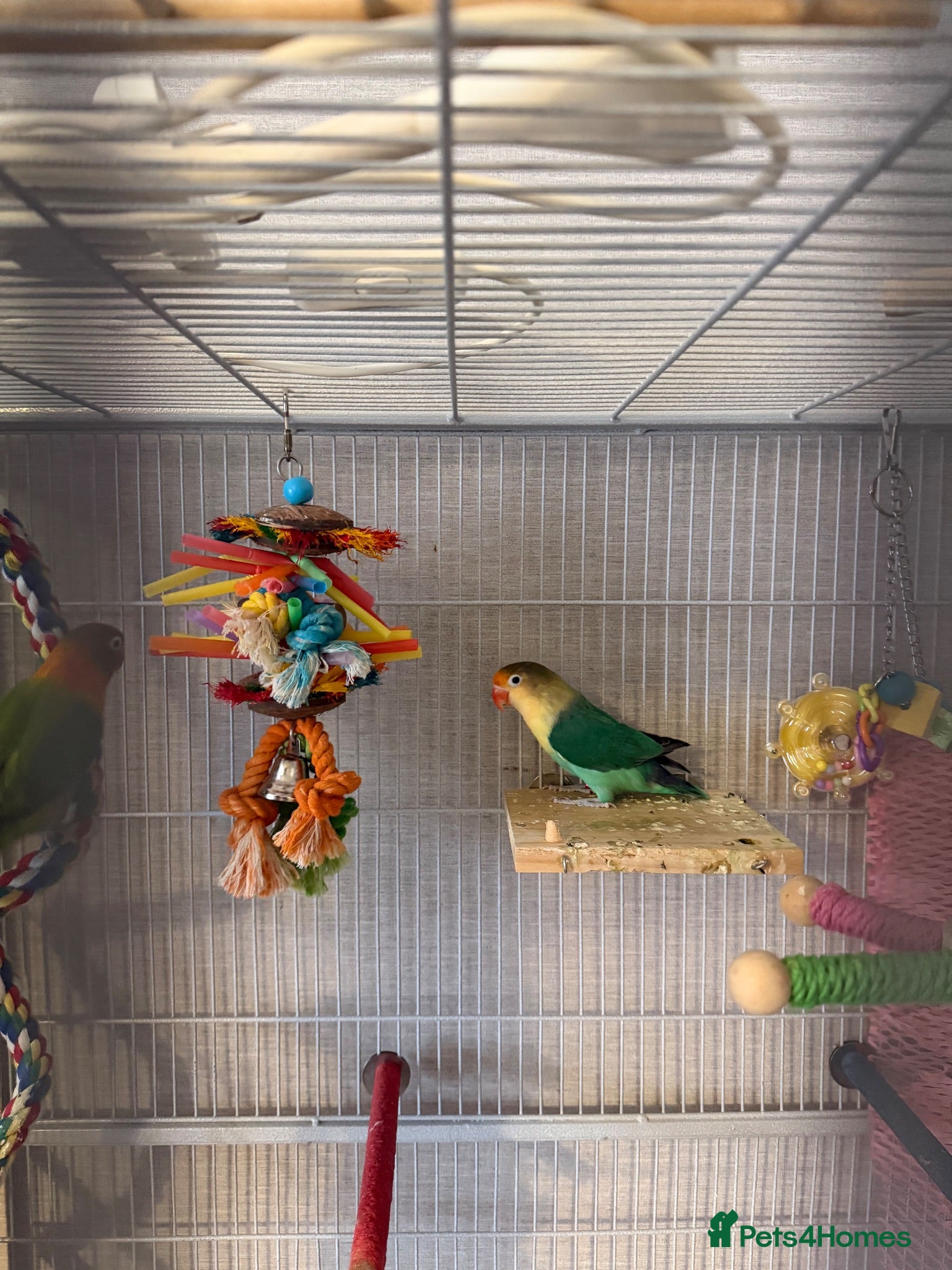 Lovebirds birds 2 lovebirds and cage - Advert 7