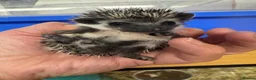 Pygmy Hedgehog rodents for sale: Stunning tame babies ready with/without set up  - Advert 5