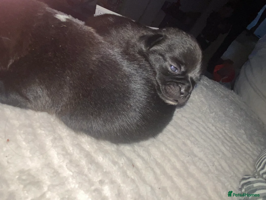 Chug dogs for sale: 3 beautiful chug puppy’s 😍🏡 - Advert 12