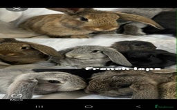 French Lop rabbits for sale: Rabbits for Sale  - Image 1