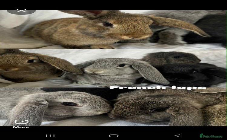 French Lop rabbits - Advert 2