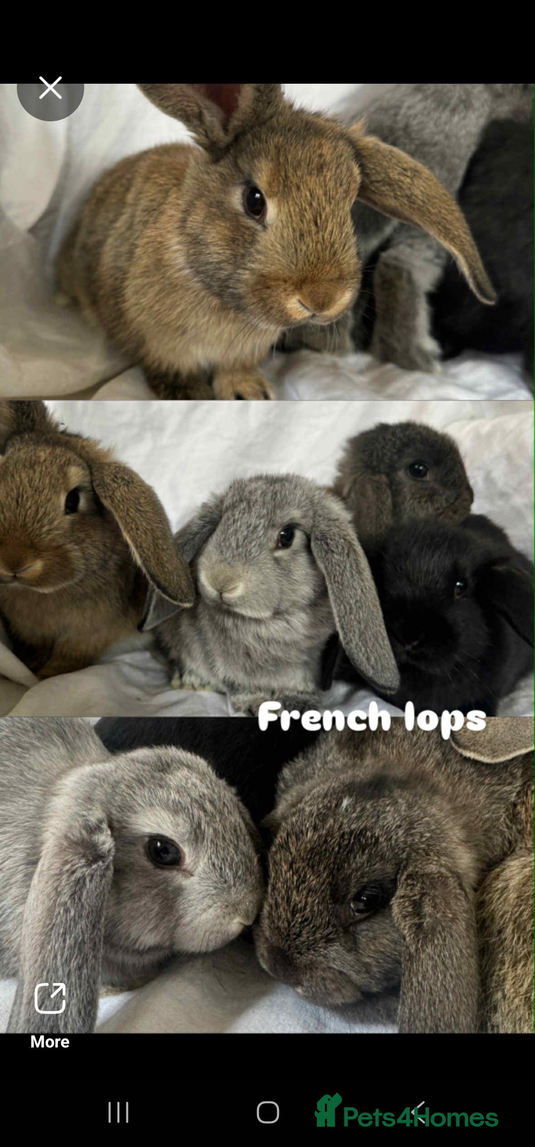 French Lop rabbits for sale: Rabbits for Sale  - Image 1