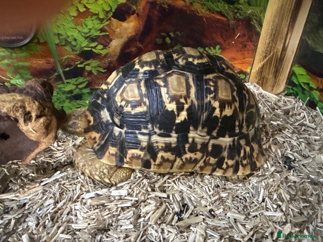 Tortoise reptiles for sale: African leopard & horsefield tortoises  - Image 3