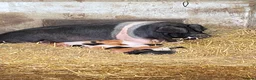 Pig livestock for sale: Weaners saddleback x Tamworth  - Advert 2