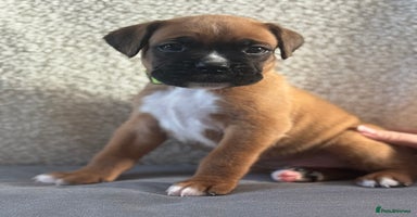 Boxer dogs - Advert 3