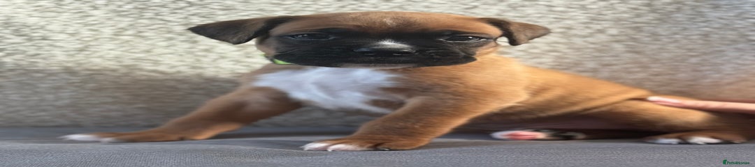 Boxer Puppy 1
