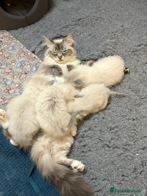 Ragdoll cats 4 Beautiful Ragdoll Kittens   - Advert 8