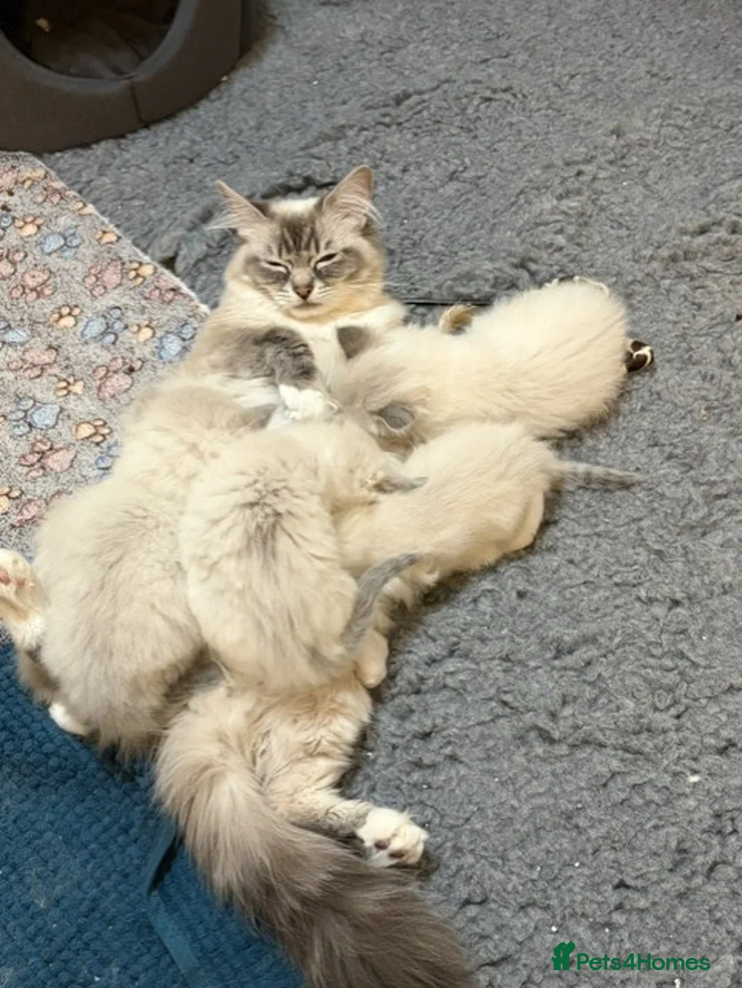Ragdoll cats for sale: 4 Beautiful Ragdoll Kittens   - Advert 1