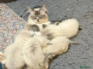 Ragdoll cats 4 Beautiful Ragdoll Kittens - Advert 4