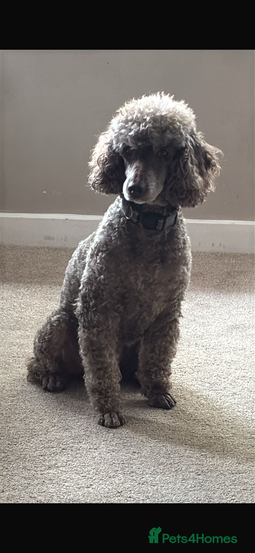 Miniature Poodle dogs for sale: Mini poodle male  - Advert 7