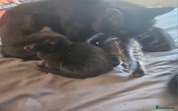 Mixed Breed cats for sale: 2 playful male kittens  - Image 6