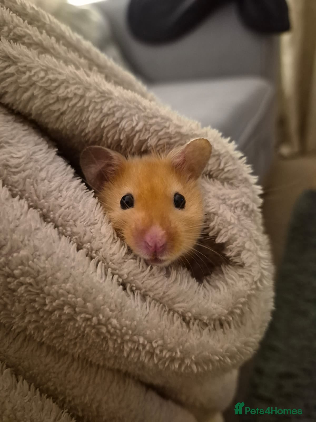 Hamster rodents Syrian Hamsters 🐹  - Advert 13