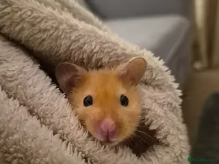 Hamster rodents Syrian Hamsters 🐹 - Advert 12