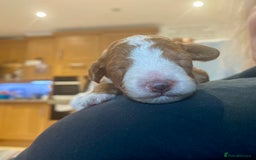 Labradoodle dogs for sale: Miniature Labradoodles  - Image 6