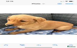 Labrador Retriever dogs for sale: Labrador fox red puppies  - Image 5