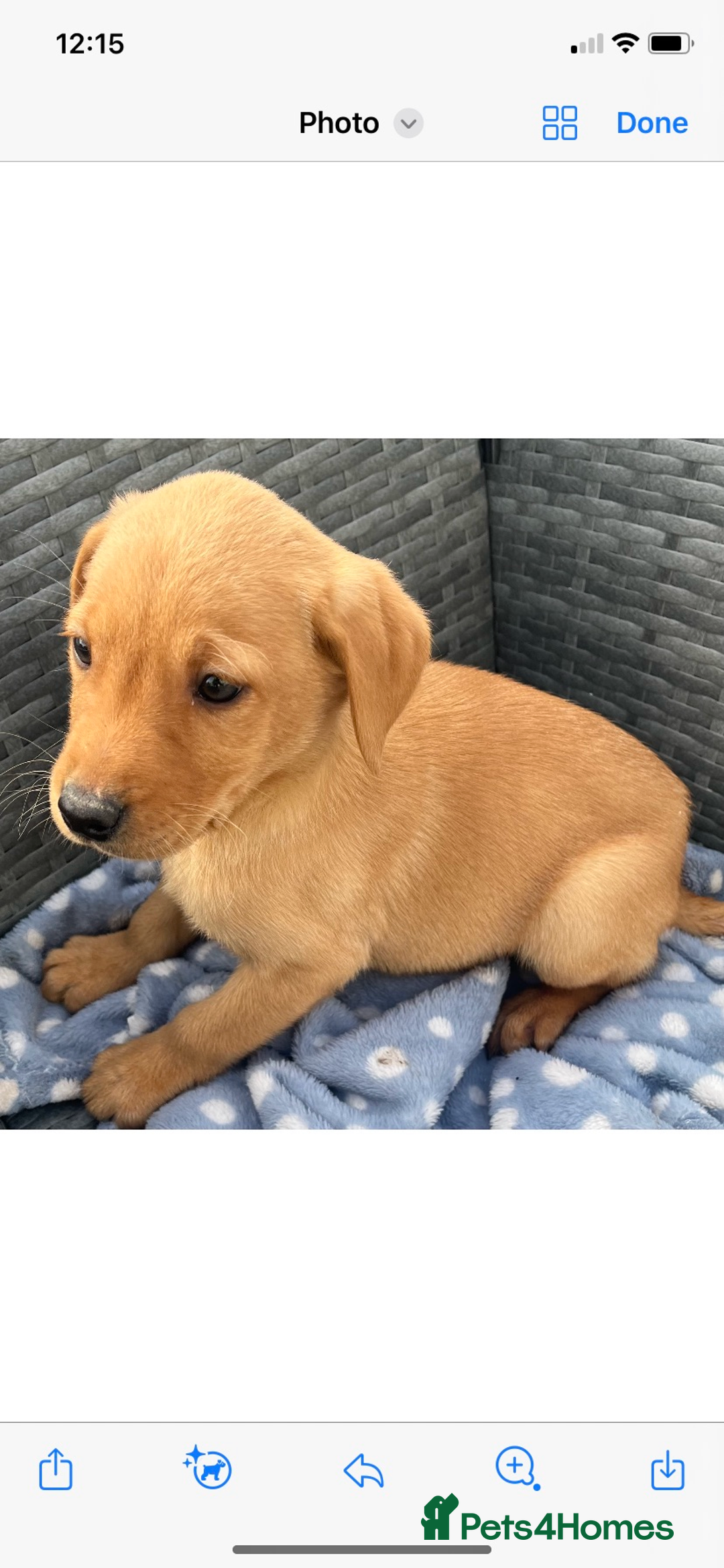 Labrador Retriever dogs for sale: Labrador fox red puppies  - Image 5