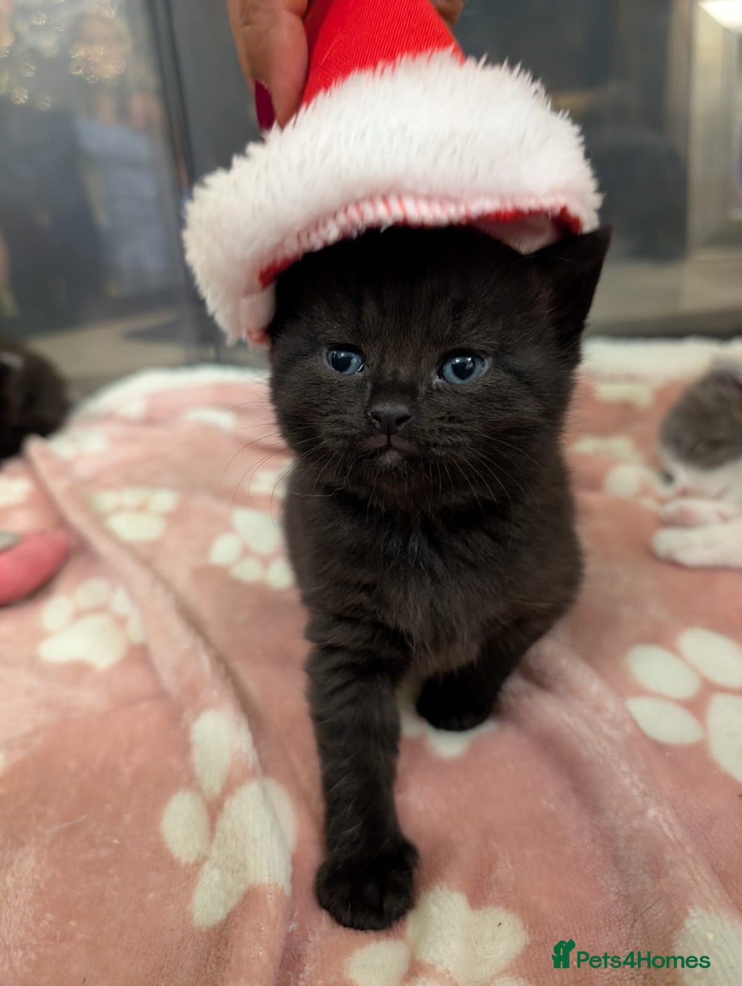 Mixed Breed cats for sale: Only 1 Black Girl and 1 Black boy left! - Advert 2