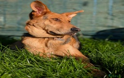 Mixed Breed dogs for adoption: Majestic Charlie  - Advert 9