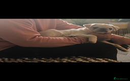 Pug dogs for sale: Our beautiful Panda Pug Luna  - Image 2