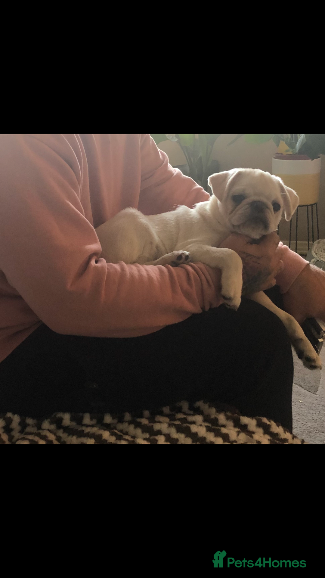Pug dogs for sale: Our beautiful Panda Pug Luna  - Image 2
