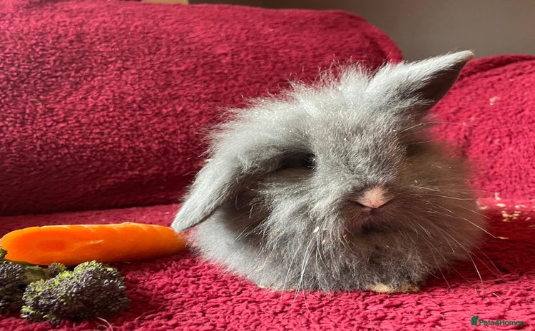 Mixed Breed rabbits - Advert 1