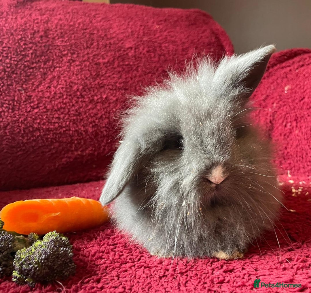 Mixed Breed rabbits for sale: Minilop, lionhead and mixed breed baby rabbits. - Image 1