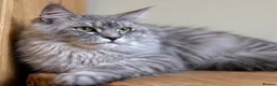Maine Coon cats for sale: Beautiful Maine Coon females - Advert 14