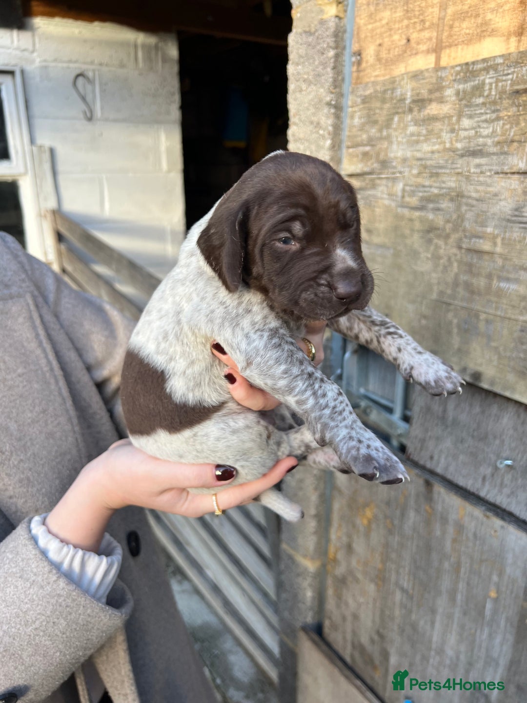 German Shorthaired Pointer dogs for sale: German Shorthaired Pointer Puppies–1 Boy, 1 Girl  - Advert 10