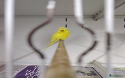 Budgerigars birds for sale: Hen and male English budgies  - Image 6