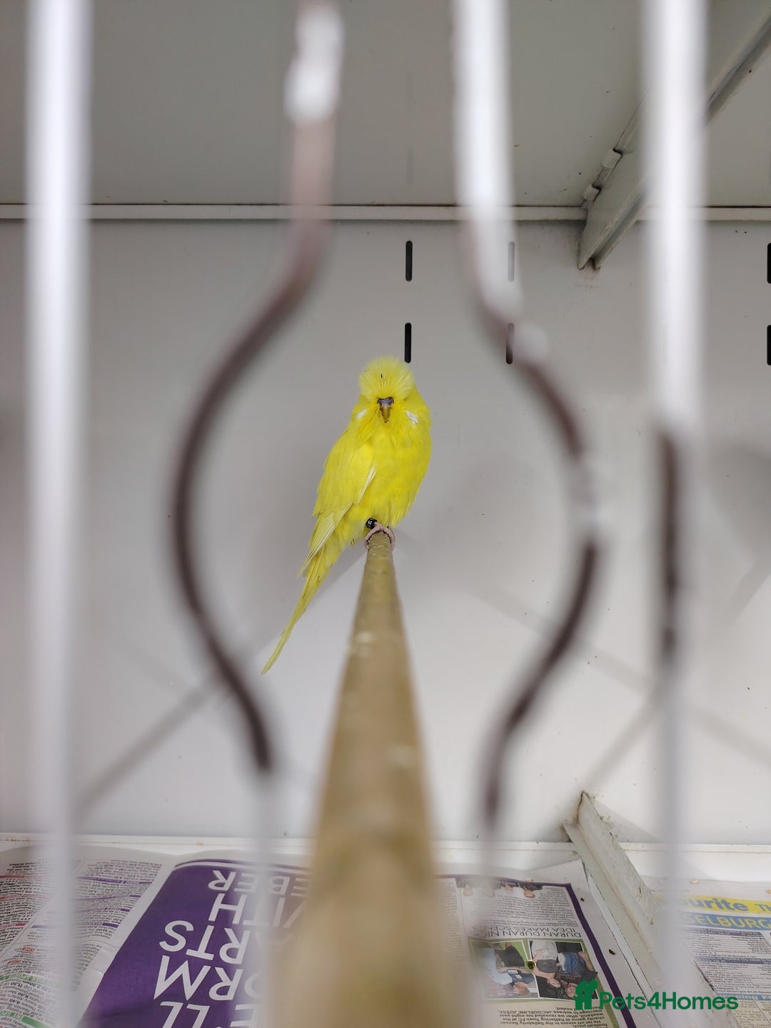Budgerigars birds for sale: Hen and male English budgies  - Image 6