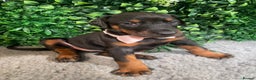Dobermann dogs for sale: KC REG HEALTH TESTED EUROPEAN DOBERMAN : REDUCED! - Advert 16