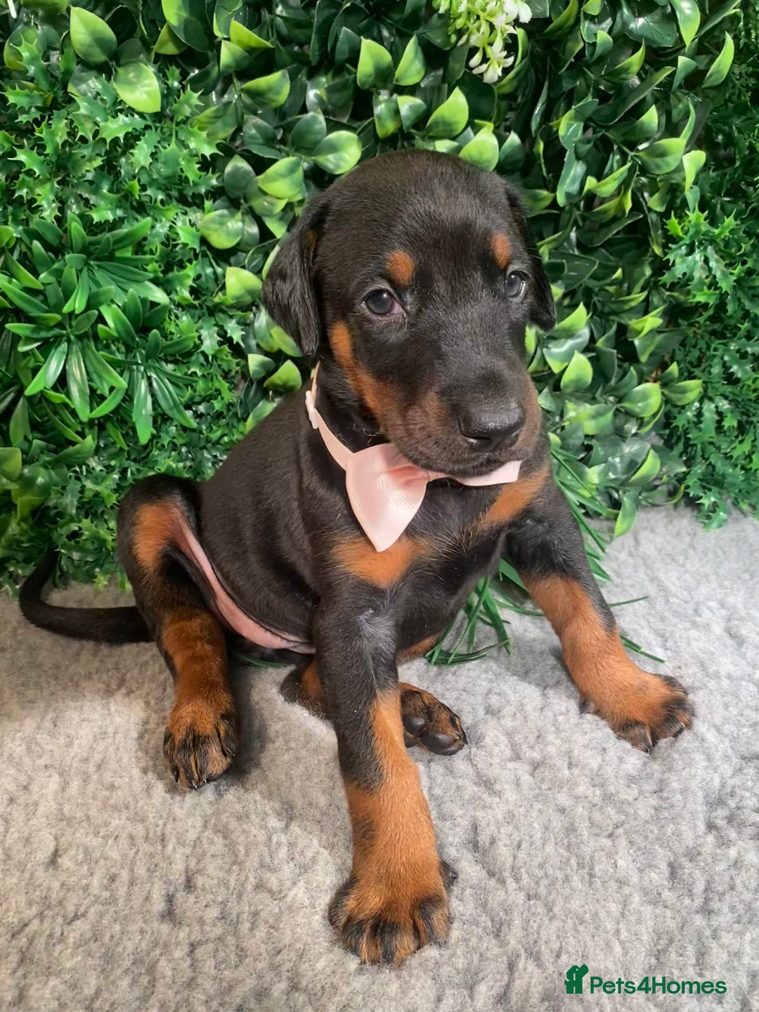 Dobermann dogs for sale: KC REG HEALTH TESTED EUROPEAN DOBERMAN : REDUCED! - Advert 16