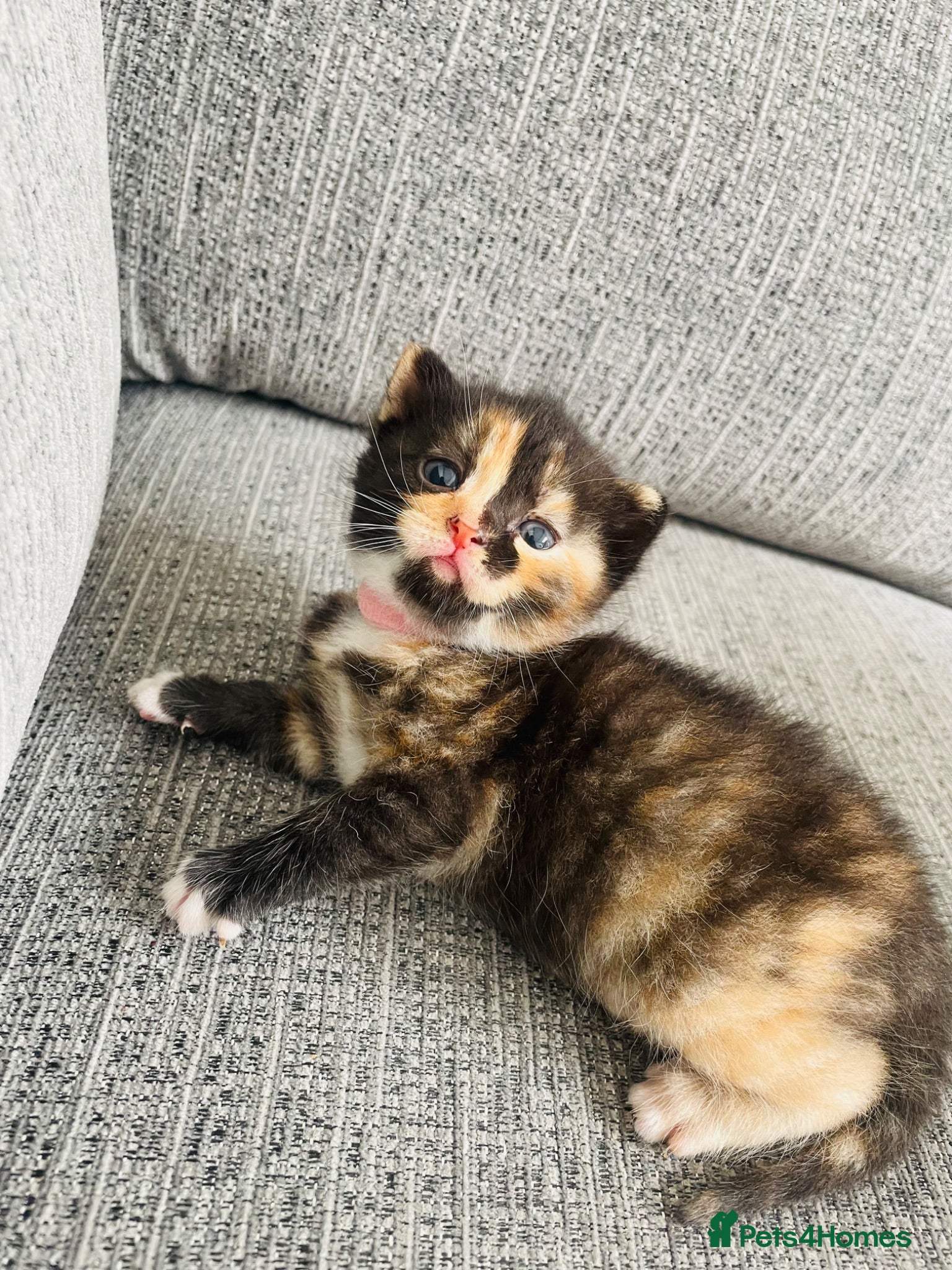 British Shorthair cats Tortoiseshell British shorthair - Advert 2
