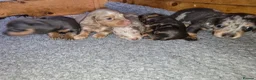 Miniature Dachshund dogs for sale: Adorable minature Dashounds - Advert 3