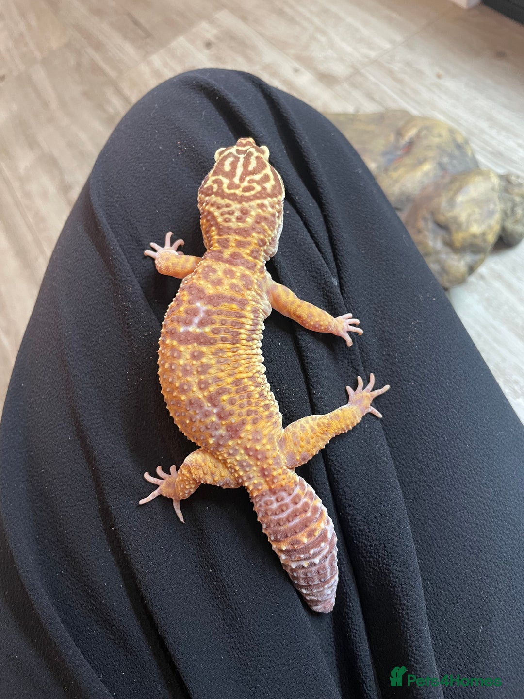 Leopard Gecko reptiles for sale: 2 Female Leopard Geckos (4 years old) – Full Setup - Advert 20