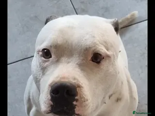 Staffordshire Bull Terrier dogs blue&white staffy - Advert 4