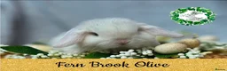 Mini Lop rabbits for sale: Vaccinated Miniature Lops  - Advert 4