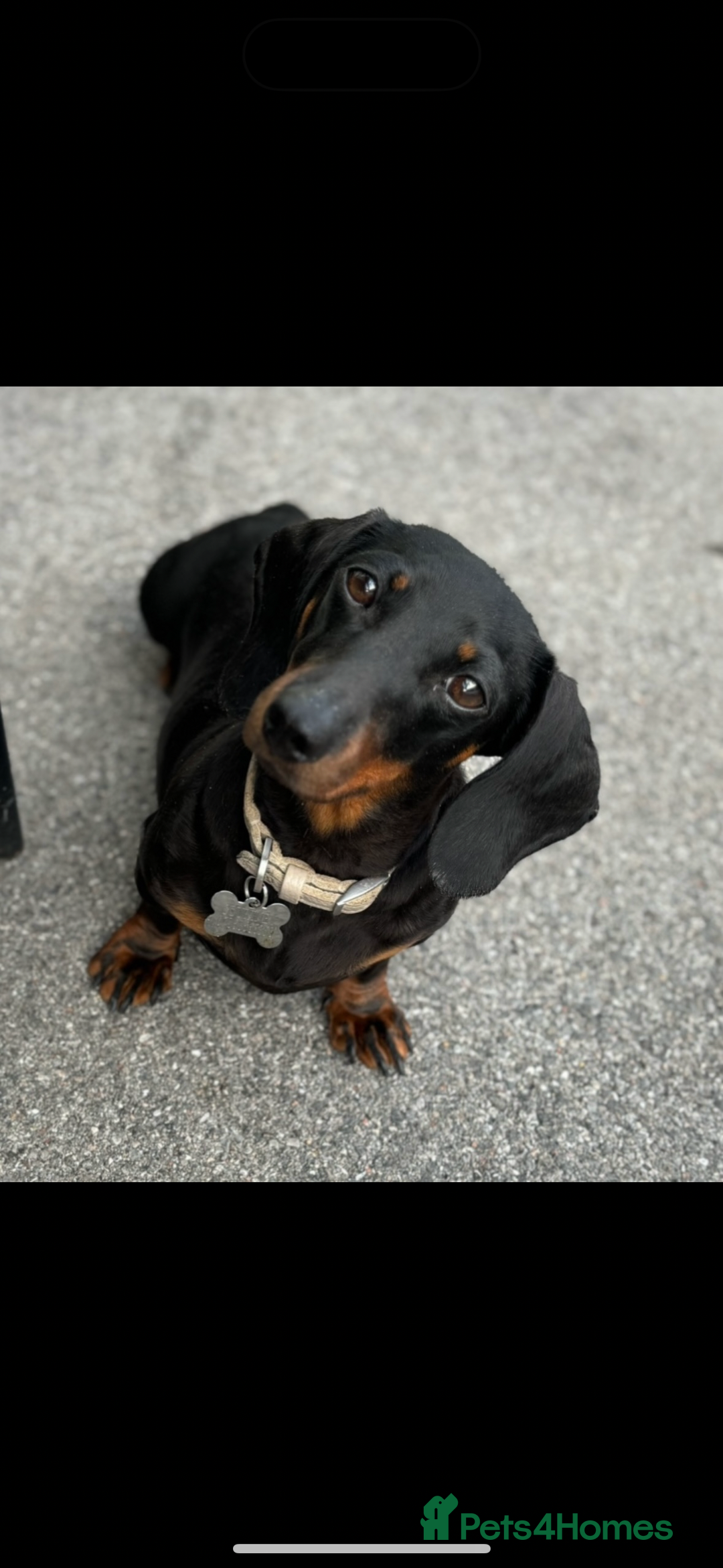 Miniature Dachshund dogs for sale: MINIATURE DACHSHUNDS - Advert 13