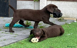Labrador Retriever dogs for sale: Chunky chocolate 🍫 lab puppy’s girls only  - Image 4
