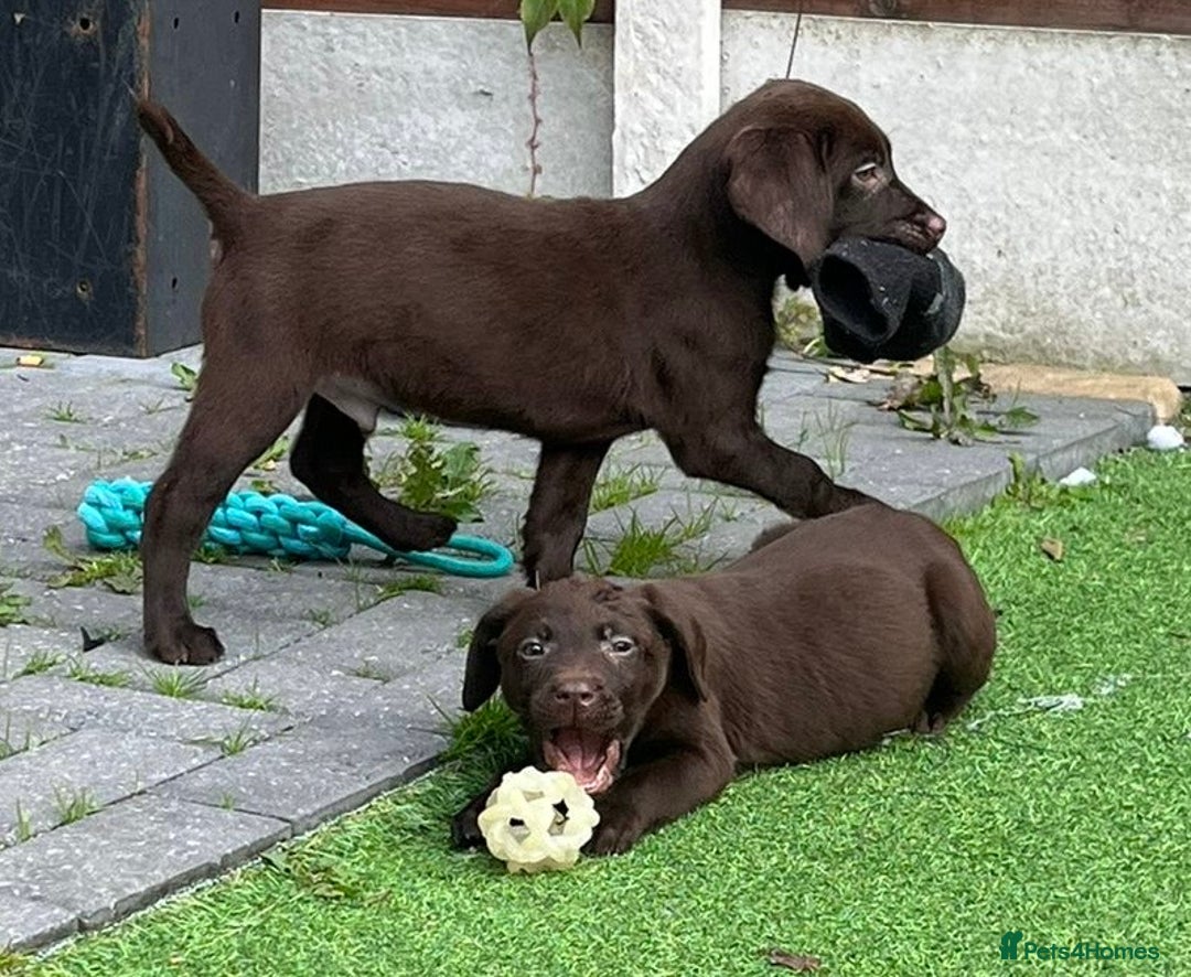 Labrador Retriever dogs for sale: Chunky chocolate 🍫 lab puppy’s girls only  - Image 4