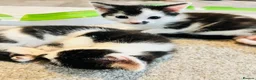 Mixed Breed cats for sale: Beautiful Black and White Kittens  - Advert 4
