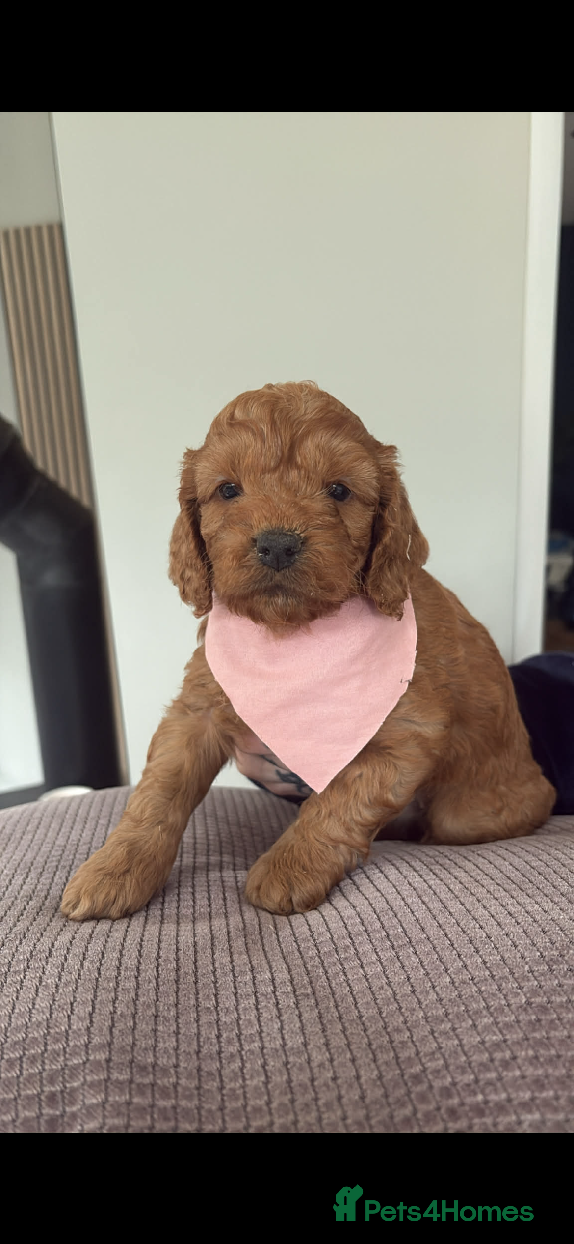 Cockapoo dogs 🐶Exceptional dark red toy cockapoos🐶 - Advert 5