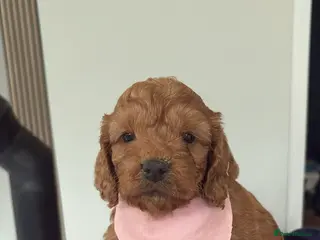 Cockapoo dogs 🐶Exceptional dark red toy cockapoos🐶 - Advert 5