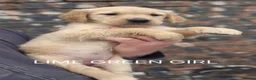 Golden Retriever dogs for sale: KC GOLDEN RETRIEVER PUPS HEALTH TESTED PARENTS  - Advert 14