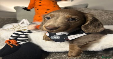 Miniature Dachshund dogs - Advert 4