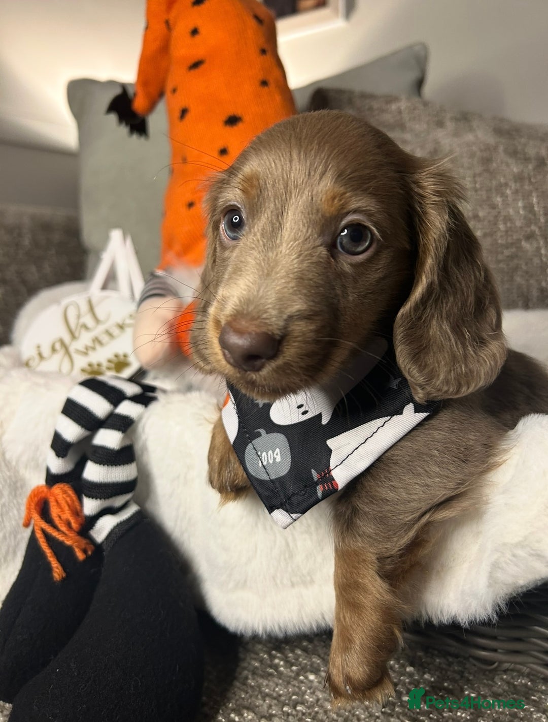 Miniature Dachshund dogs for sale: 🤍🐾 STUNNING DAPPLE BOY READY TO GO 🐾🤍 - Image 28