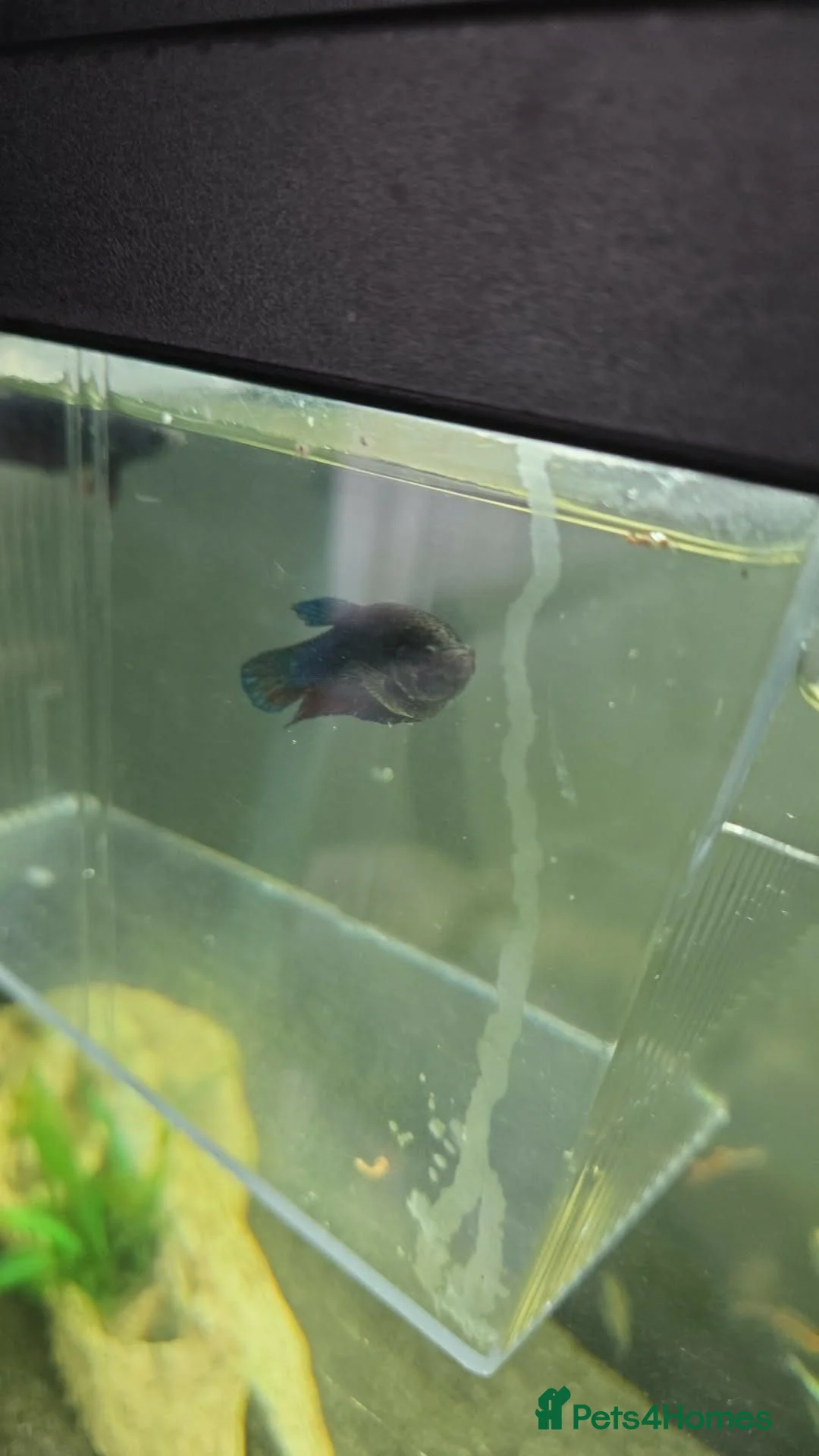 Bettas fish for sale: 2 female fighting fish 5 pound for both  in South Shields - Advert 2