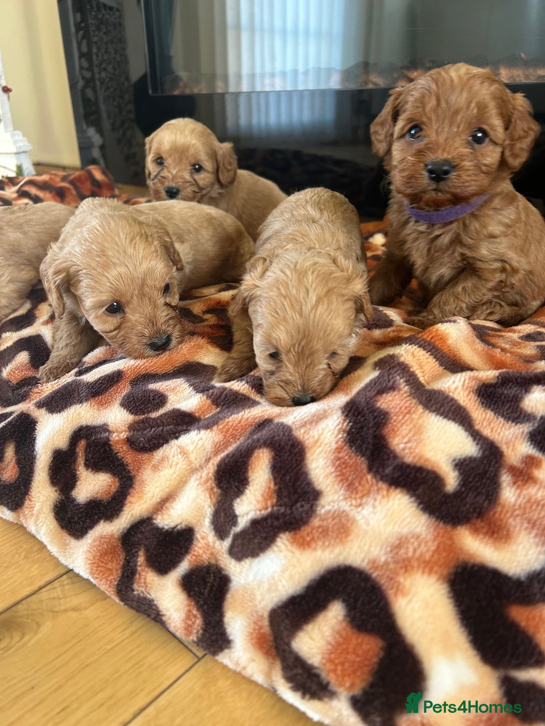 Cavapoo dogs for sale: Fox red cavapoo puppies  - Advert 10