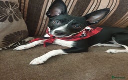 Patterjack dogs for sale: Patterjack for rehoming - Image 1