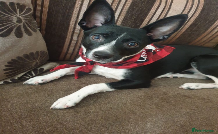 Patterjack dogs - Advert 2